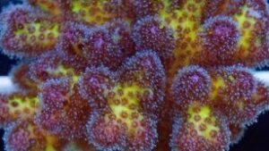 Royale Pocillopora