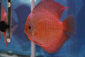 Ruby Spotted Snake Discus