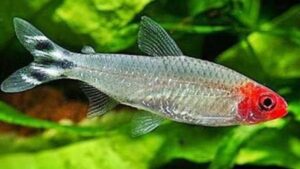 Rummynose Tetra