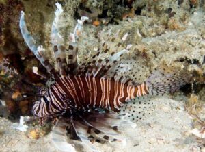 Russells Lionfish