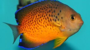 Rusty Angelfish