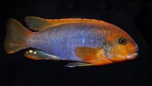 Rusty Cichlid