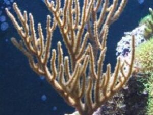 Rusty Gorgonian