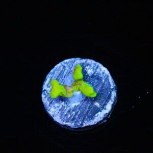 Green Goblin Anacropora