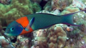 Saddle Wrasse
