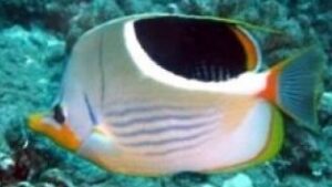 Saddleback Butterflyfish