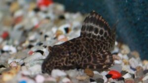 Sailfin Pleco L83