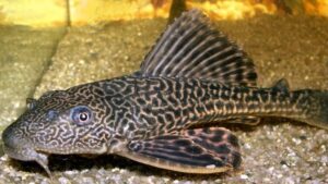 Sailfin catfish