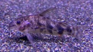 Sailfin corydoras