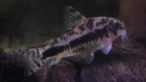 Salt and Pepper Catfish