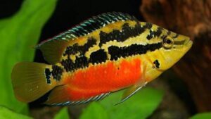 Salvini Cichlid