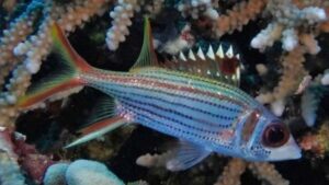 Sammara Squirrelfish