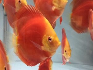 San Merah Discus