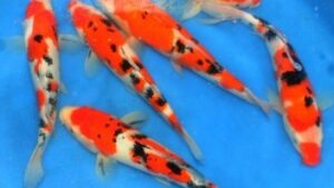 Sanke High Quality Koi