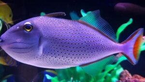 Sargassum Triggerfish