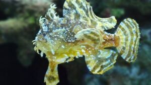 Sargassum Fish