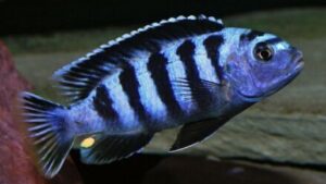 Saulosi Cichlid