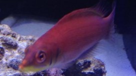 Scarlet Pin Stripe Wrasse