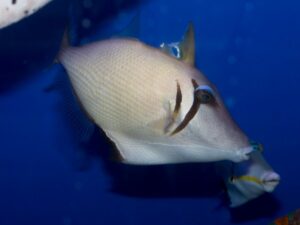 Scimitar Triggerfish