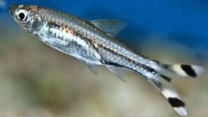 Scissortail Rasbora