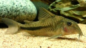 Scleromystax prionotos