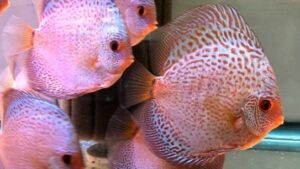 Scorpion Snake Skins Discus