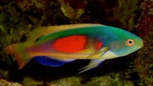 Scotts Fairy Wrasse
