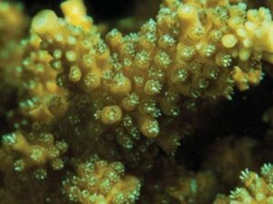 Scripp Green Tip Stag Acropora