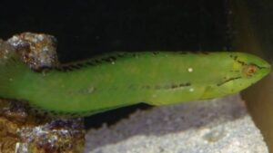Sea Grass Wrasse