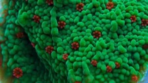 Seasons Greetings Montipora