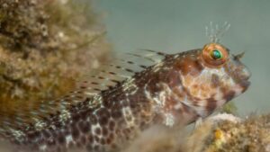 Seaweed Blenny