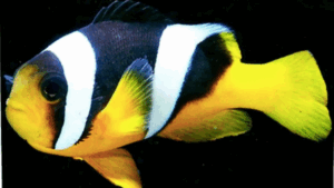 Sebae Clownfish