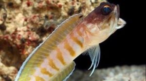 Segmented Sailfin Blenny