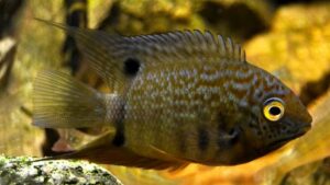 Severum Cichlid