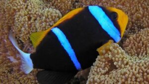 Seychelles Clownfish
