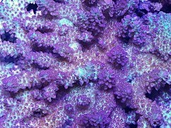 Shades of Fall Acropora