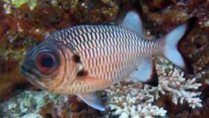 Bronze Squirrelfish