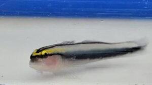Sharknose Goby
