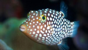 Central American Sharpnose Puffer