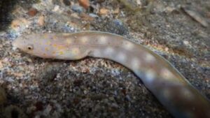 Sharptail Snake Eel