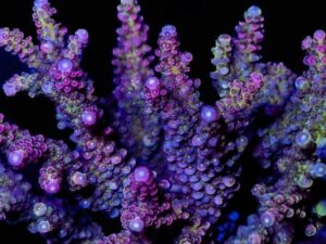 Shenanigan Signature Acro