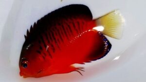 Shepards Pygmy Angelfish