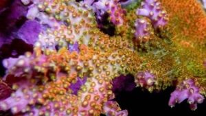 Shock Tart Acropora