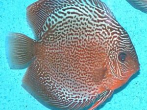 Shooting Star Discus