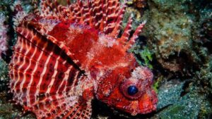 Shortfin Lionfish