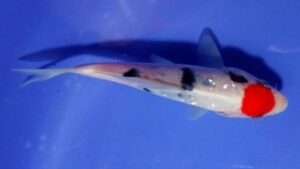 Showa High Quality Koi