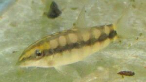 Sidthimunki Botia Loach