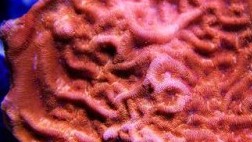 Siesta Sunset Leptoseris