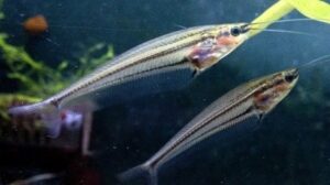 Striped Glass Catfish