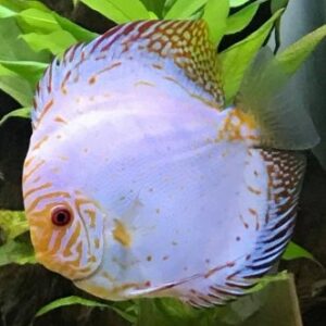 Silver Pigeon Discus